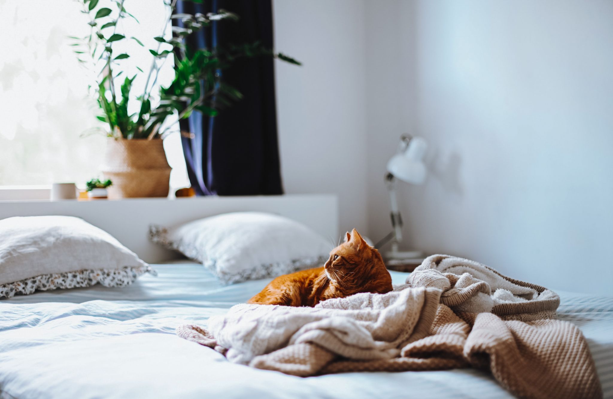Viridian Central A cat sitting on a bed in a cozy room.